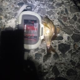 ウミタナゴ