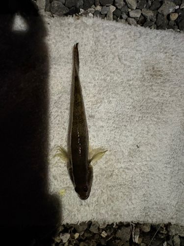 マハゼの釣果