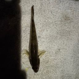マハゼ