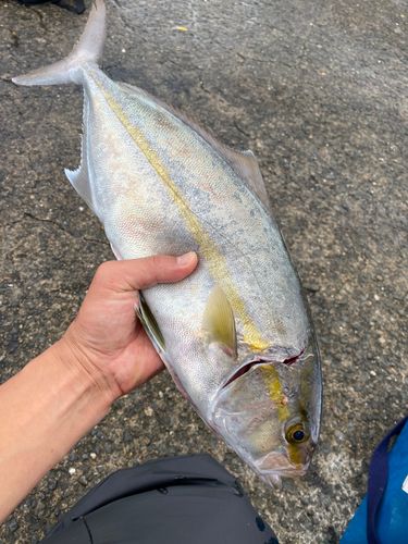 シオの釣果