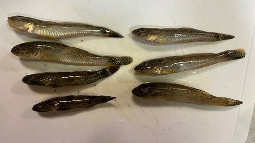 ハゼの釣果