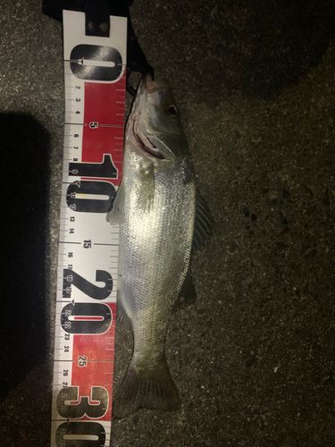セイゴ（マルスズキ）の釣果