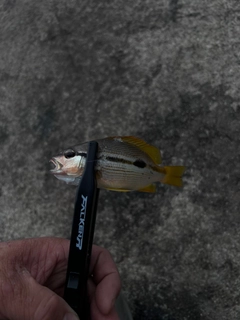 ヨコスジフエダイの釣果