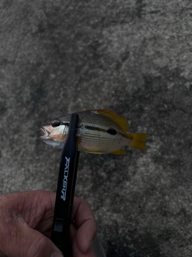 ヨコスジフエダイの釣果