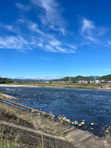 アユの釣果