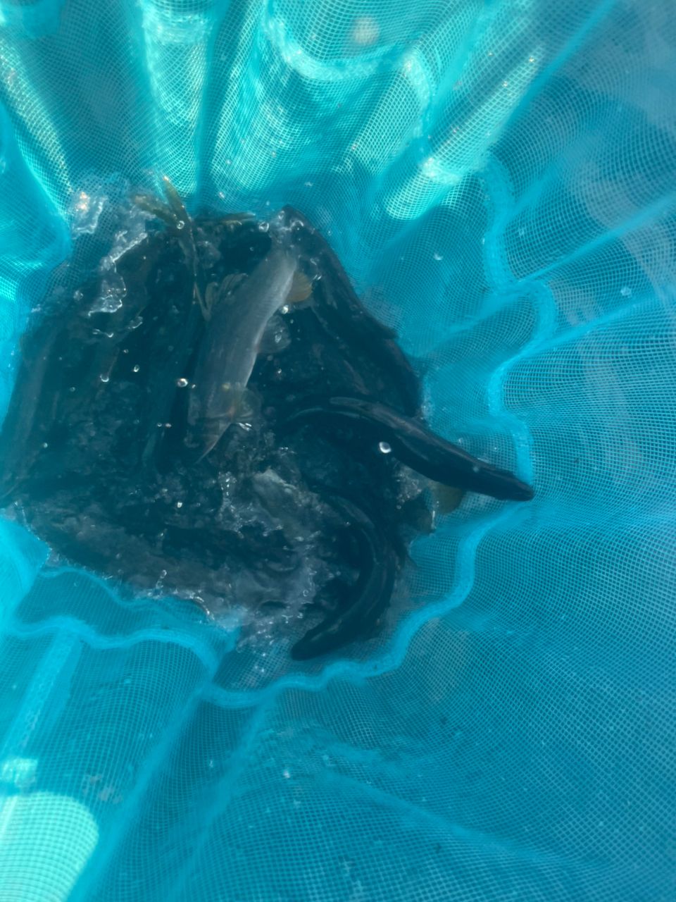 アユ