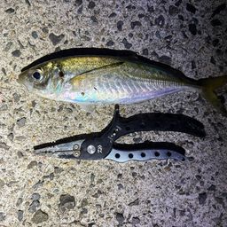 アジ