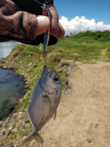 メッキの釣果