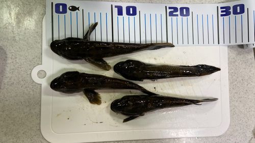 ウロハゼの釣果