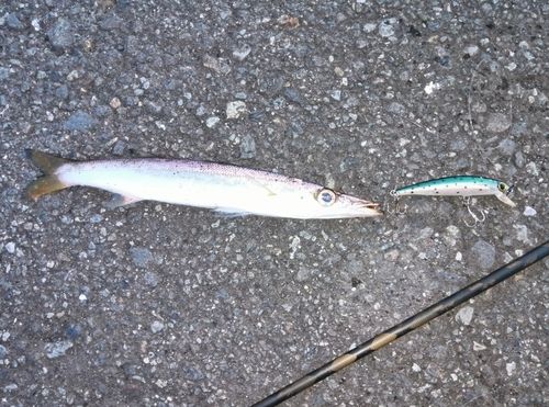 カマスの釣果