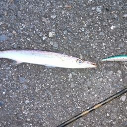 カマス