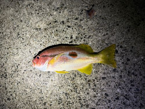 ニセクロホシフエダイの釣果