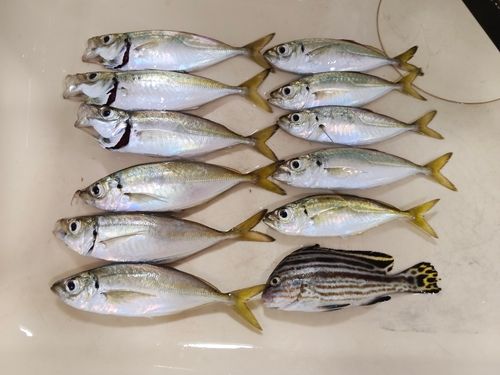 アジの釣果