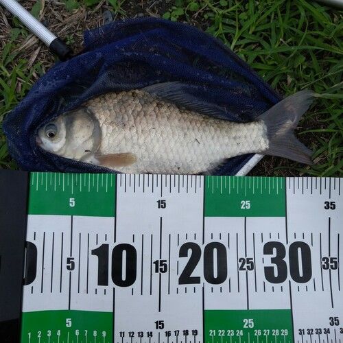 ヘラブナの釣果
