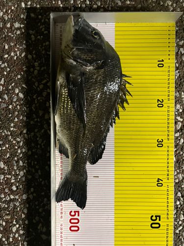 博多湾