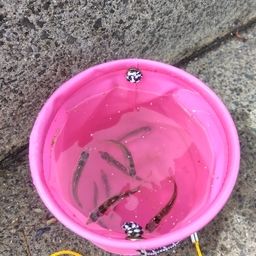 ヒイラギ
