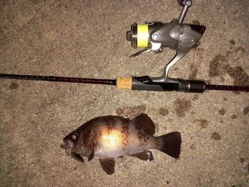 メバルの釣果