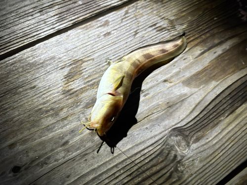 ゴンズイの釣果