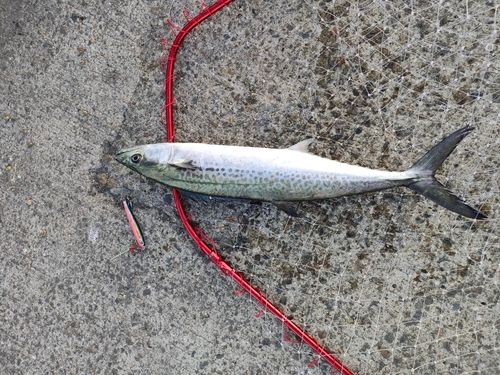 サゴシの釣果