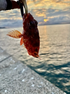 アラカブの釣果