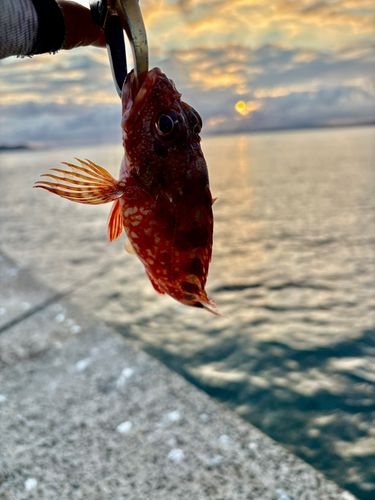 アラカブの釣果