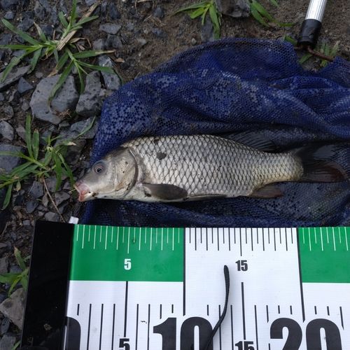 コイの釣果