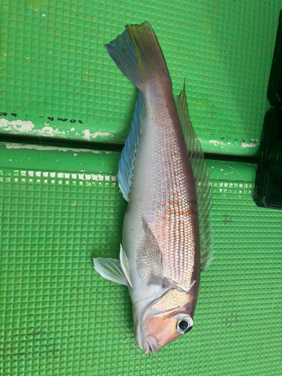 takeru@釣りしたいさんの釣果 2枚目の画像