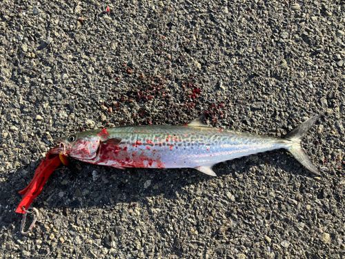 サゴシの釣果