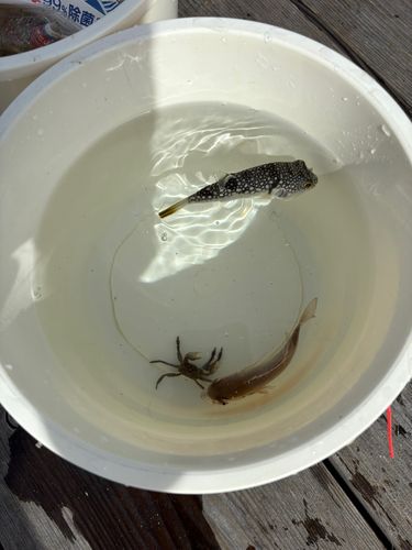 チャリコの釣果