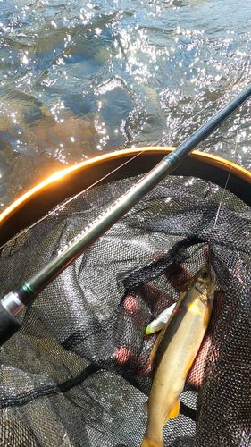 アユの釣果
