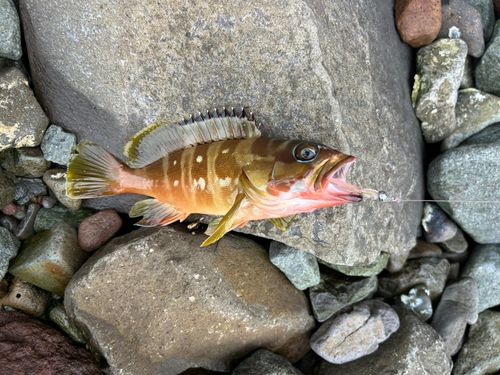 アカハタの釣果