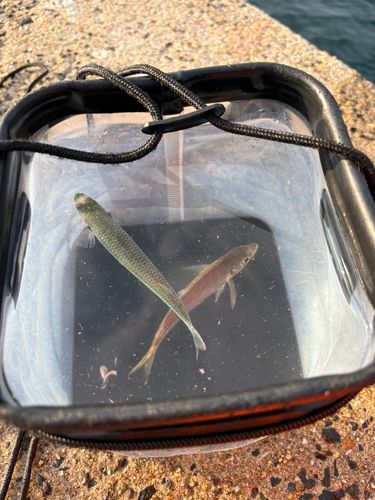 ギンイソイワシの釣果