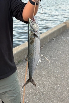 サゴシの釣果