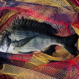 クロダイ
