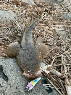 マゴチの釣果