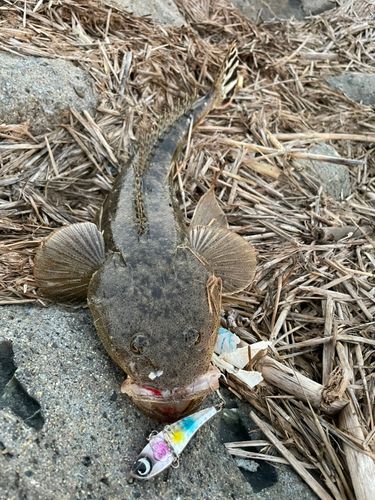マゴチの釣果