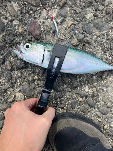 サバの釣果