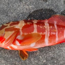 ハンゴーミーバイ