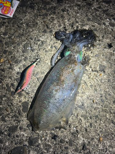 アオリイカの釣果