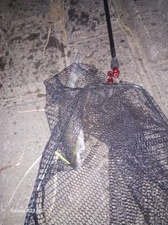 ボラの釣果