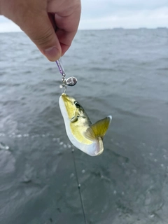 シロサバフグの釣果
