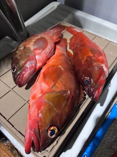 アカハタの釣果