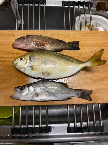 アイゴの釣果