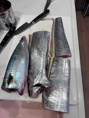 タチウオの釣果