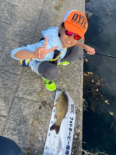 フナの釣果