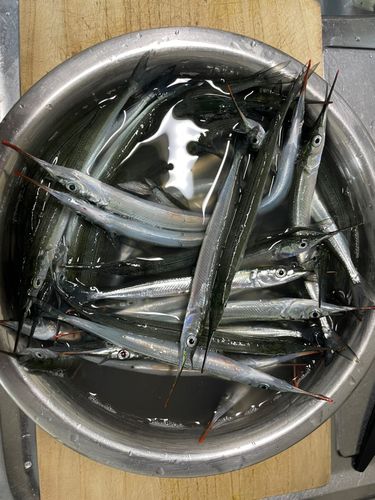 サヨリの釣果