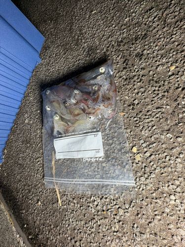ヒイカの釣果