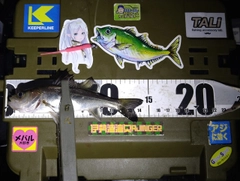 シーバスの釣果