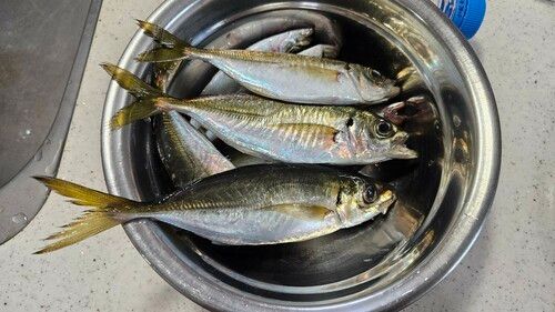 アジの釣果