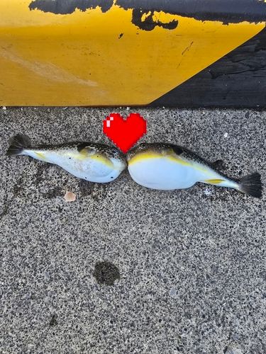 クサフグの釣果